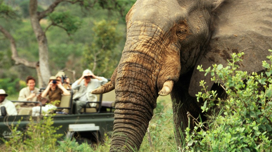 trailfinders south africa safari
