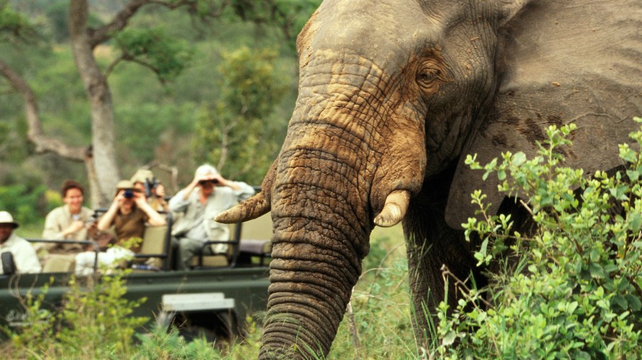 safari blue trip