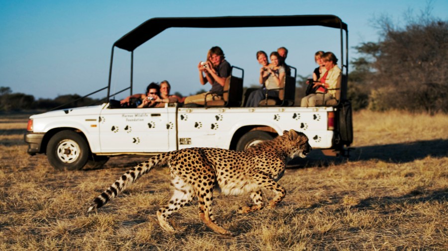 safari blue trip