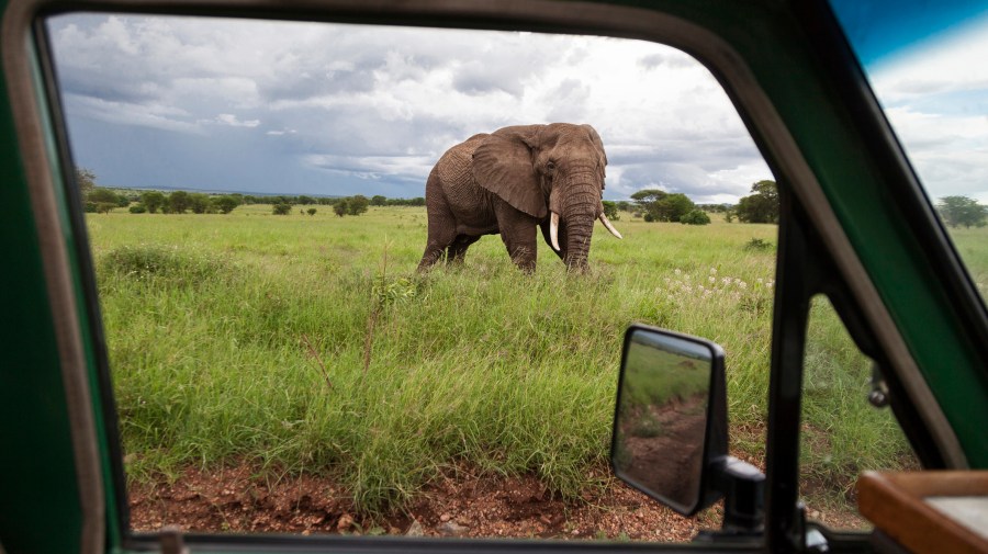 safari blue trip