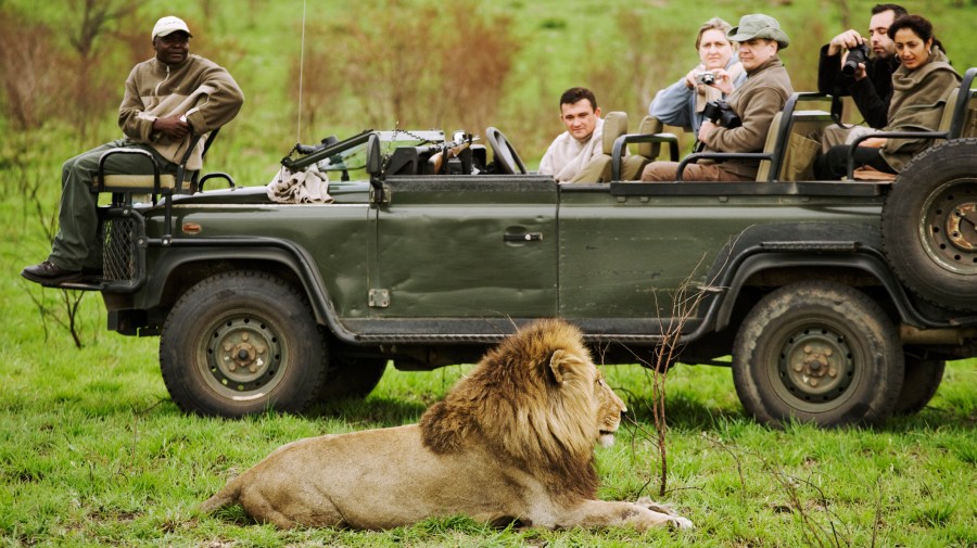 safari blue trip