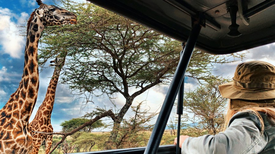 safari blue trip