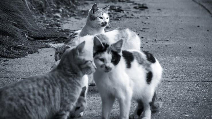 Aoshima Island has 100 cats, and we photographed almost all of them