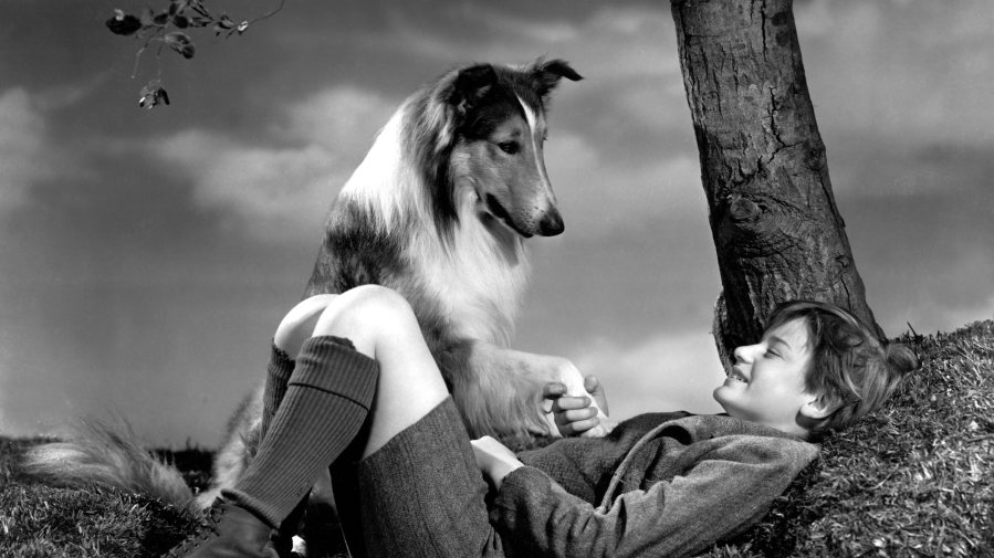 Lassie Come Home (again): remake of a classic is a reminder of our bond with pets