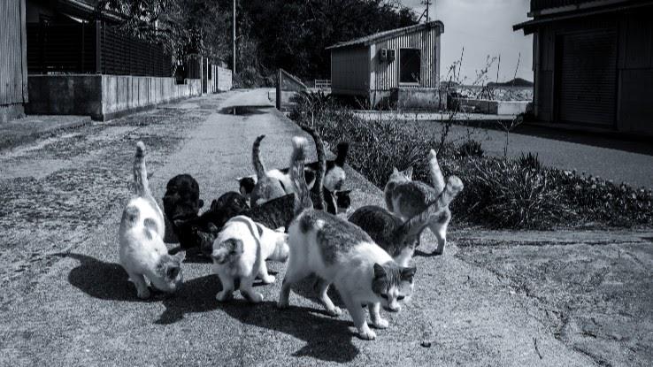 Japan's Cat Island Asks Internet For Food, Gets More Than They Can Store