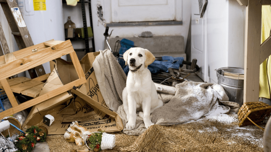 Lassie Come Home (again): remake of a classic is a reminder of our bond with pets