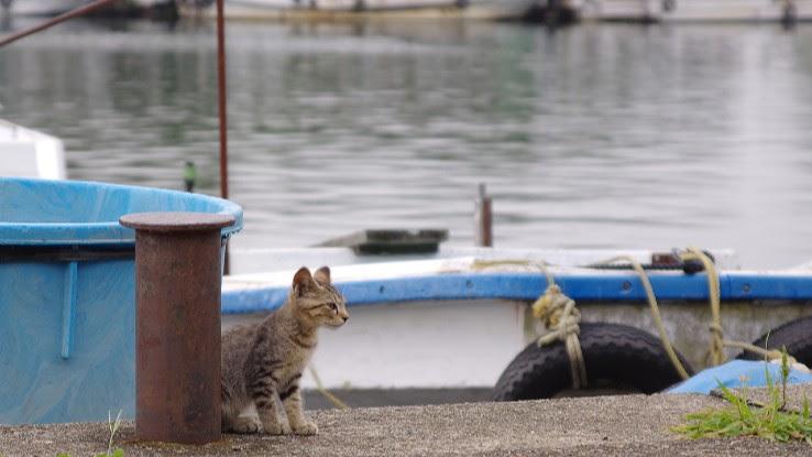 Everything you've always wanted to know about “cat island” Aoshima (2023  update) - Traveling Cats