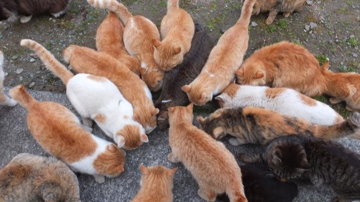 Cat Island (Aoshima) Food Experiences & Restaurants