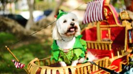 National Dog Day: The Most Wooferful Dog Festivals Around the World