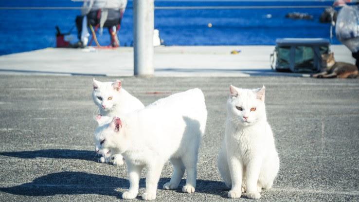 Aoshima: Sleepy Cat Island Where Felines Outnumber Humans