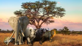 Fun Facts About the Big Five Animals In Africa