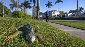 Why Is It Raining Iguanas in Florida?